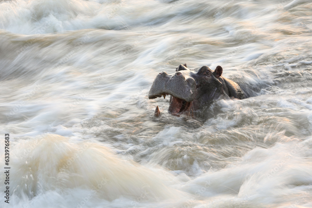 Fototapeta premium Hippo lying in flowing river with motion blur