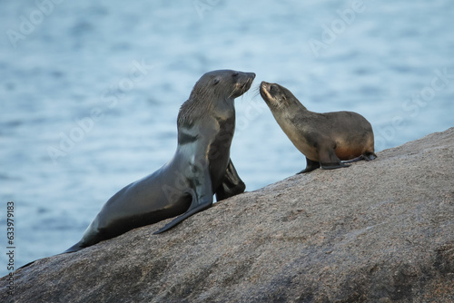 Baby Cape fur seal greeting its mother on an ocean rock