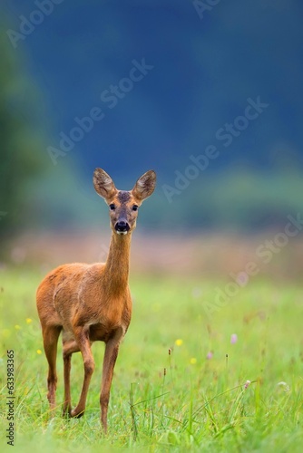 Fototapeta Naklejka Na Ścianę i Meble -  Roe deer in a clearing
