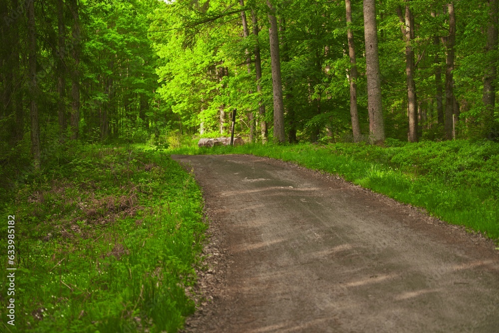 Country Road Bathed in Sunlight among green forest trees. Gravel road in the woods on a sunny day. Concept of summer vacation in nature. Country Road Bathed in Sunlight among green forest trees. Gravel road in the woods on a sunny day. Concept of summer vacation in nature.