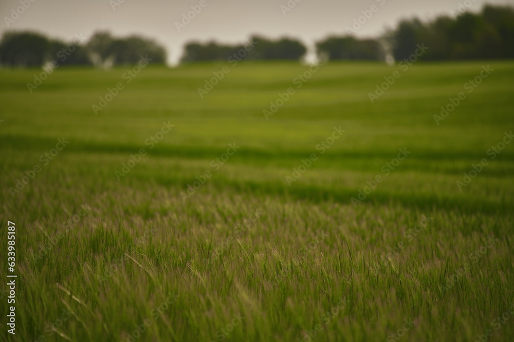 Obraz premium Landscape with green grass field. Green vibrant field in the morning. Pleasant landscape in the rural area.