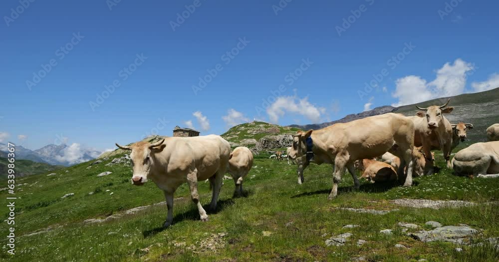 Grazing Cattle in the Troumouse cirque, Hautes Pyrenees, France Grazing Cattle in the Troumouse cirque, Hautes Pyrenees, France