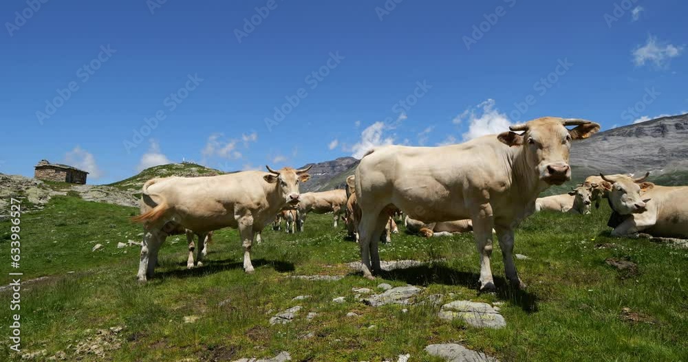 Grazing Cattle  in the Troumouse cirque, Hautes Pyrenees, France
