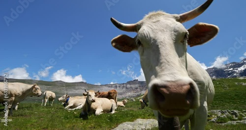 Grazing Cattle  in the Troumouse cirque, Hautes Pyrenees, France photo