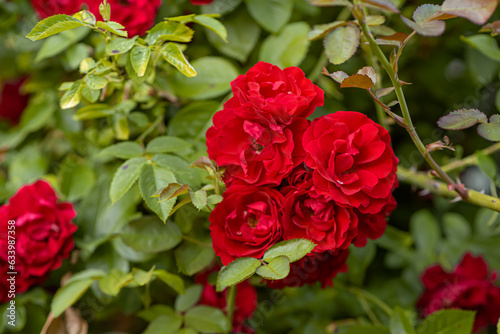 Red spray rose. Beautiful gardens