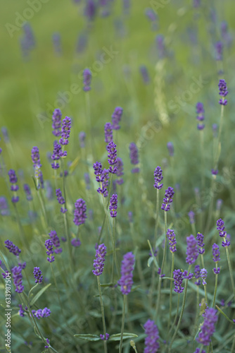 Lavender on a green background