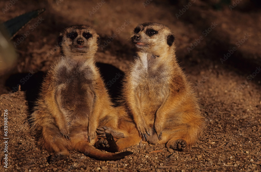 Fototapeta premium Meerkat