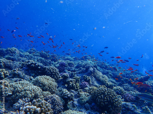 Fototapeta Naklejka Na Ścianę i Meble -  Coral Reef in the Red Sea