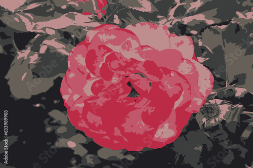 Beautiful delicate rose flowers in the garden