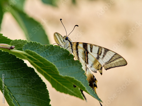 Iberian Scarce Swallowtail.  Iphiclides feisthamelii photo