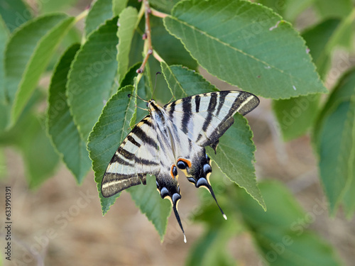 Iberian Scarce Swallowtail.  Iphiclides feisthamelii