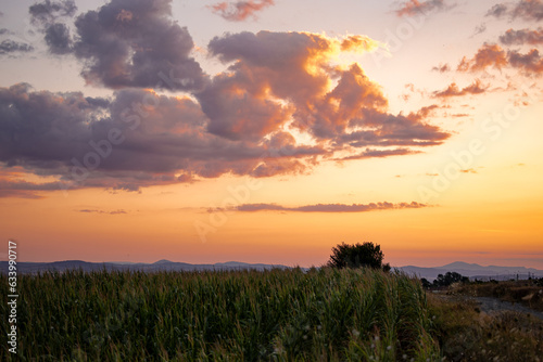 A beautiful purple orange sunset sky over a field of corn. Beautiful landscape photography. © Silviya Stoyanova