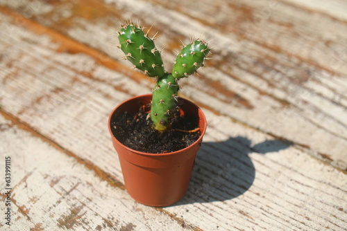 opuncja fragilis opuntia photo