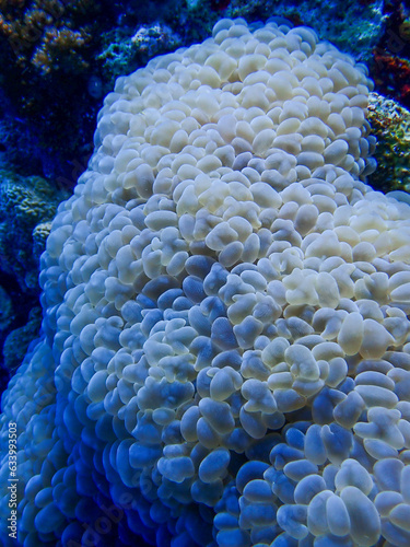 Bubble Coral Close Up