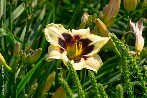 Yellow daylily with burgundy center in bud, surrounded by foliage on a sunny day, in summertime close-up. photo