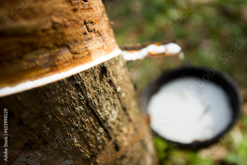 Rubber tree forest organic plantation in Ko Yao Island in south Thailand. photo