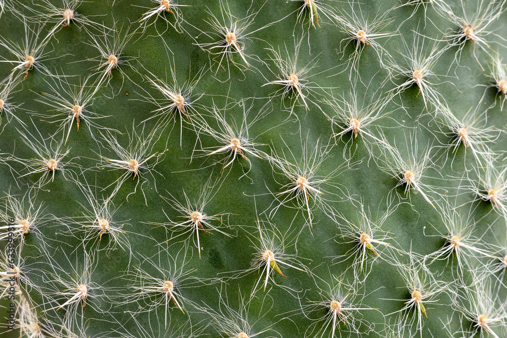 Cactus close up structure image Cactus close up structure image