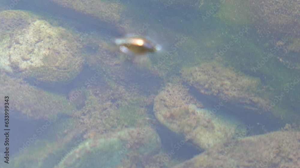 Microorganisms in water, Microorganisms in water,
