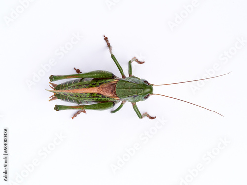 Wart biter grasshopper. Decticus verrucivorus. photo