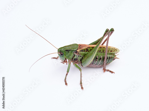 Wart biter grasshopper. Decticus verrucivorus.