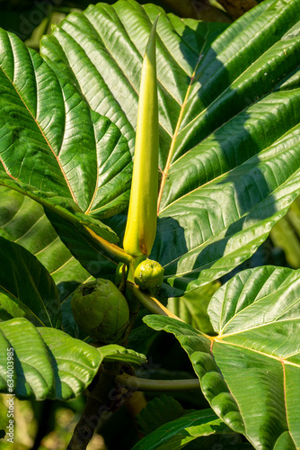 Close up of the huge leaves and fruit of a dinner-plate fig tree (ficus dammaropsis), native to New Guinea photo