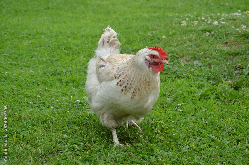 Fototapeta premium Hen on grass