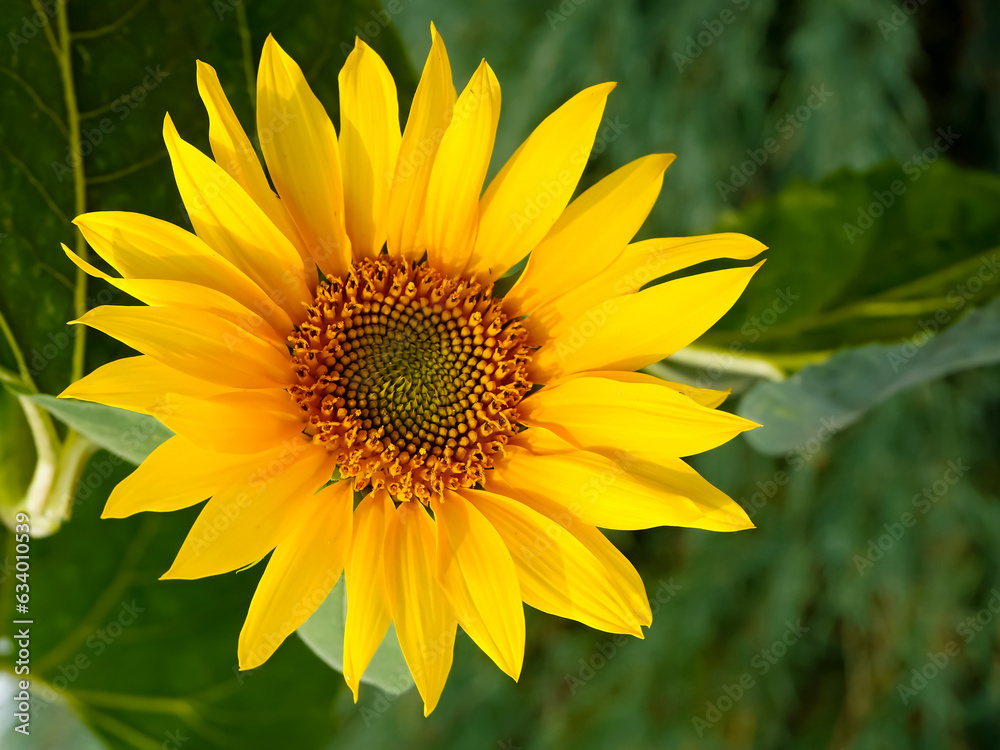 Fototapeta premium Large yellow sunflower close-up shot on a sunny day