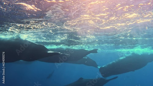 A pod of sperm whale calves and juveniles socializing at the surface in clear blue waters off the north western coast of Mauritius. Band of sperm whales swims freely near surface of ocean. Sperm photo