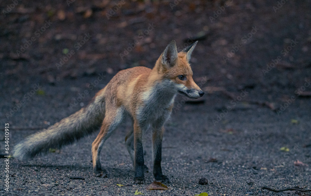 Jungfuchs Welpe in Berliner Stadtpark Jungfuchs Welpe in Berliner Stadtpark