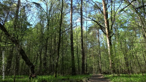 Mixed forest with a trail at late spring. photo