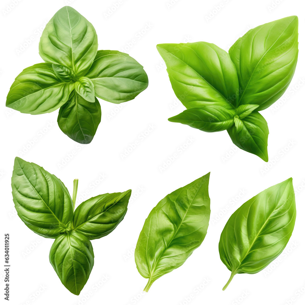 Set of basil isolated on white background Set of basil isolated on white background