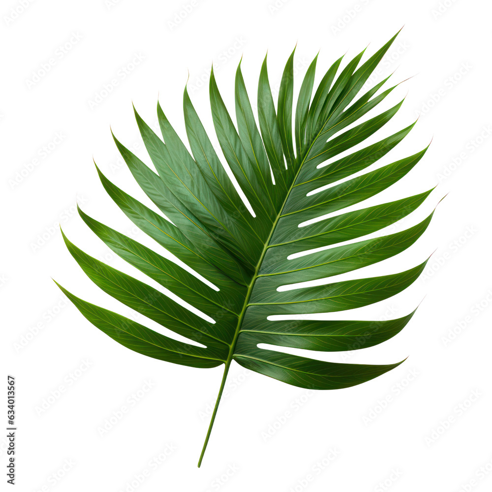 Cut out Palm leaves foliage transparent backgrounds 3d rendering Stock