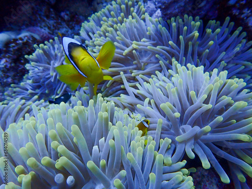 Clown Fish hiding in his Anemone