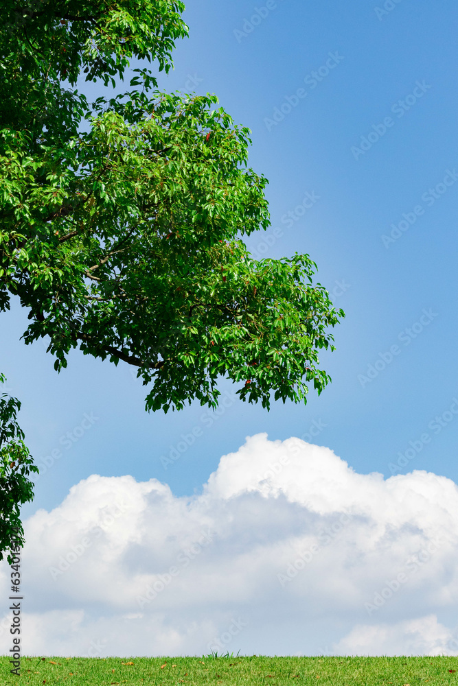 夏の草原と晴れた空と雲