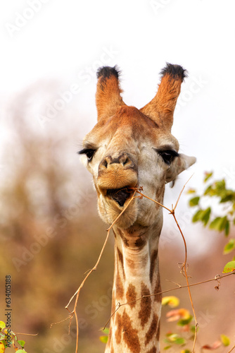 Photography Funny portrait of a male giraffe (Giraffa camelopardalis)  eating a small waterm