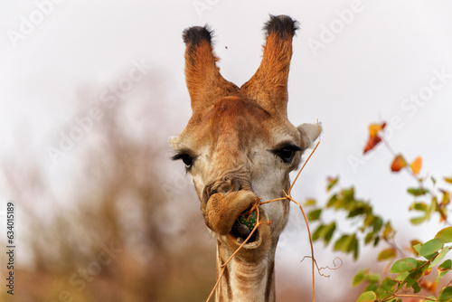 Funny portrait of a male giraffe (Giraffa camelopardalis)  eating a small watermelon in Kruger National Park in South Africa