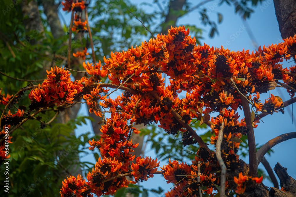 The red-orange Palash flowers have blossomed in the Palash tree. Orange flowers tree view in on midday against the sun. The red-orange Palash flowers have blossomed in the Palash tree. Orange flowers tree view in on midday against the sun.