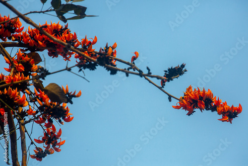 The red-orange Palash flower buds and leaves are hanging in the tree. Bees are extracting honey from red-orange Palash flowers.