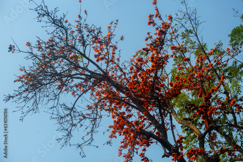 The red-orange Palash flowers have blossomed in the Palash tree. Orange flowers tree view in on midday against the sun.