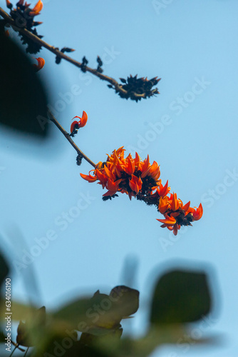 The red-orange Palash flower buds and leaves are hanging in the tree. Bees are extracting honey from red-orange Palash flowers.