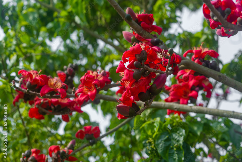 Beautiful fire-red flowers are blooming on the whole Red silk-cotton tree. Red flowers tree view in on midday against the sun. Beautiful fire-red flowers are blooming on the whole Red silk-cotton tree. Red flowers tree view in on midday against the sun.
