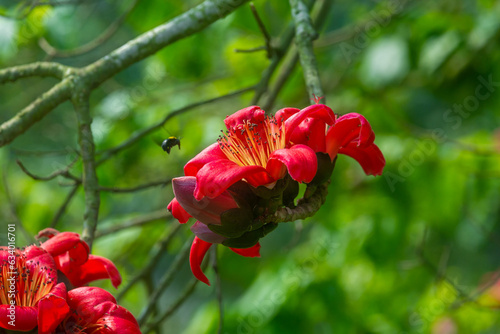 Beautiful fire-red gorgeous flowers blooming on the branches of Shimul or Red silk-cotton tree. Red flowers view in on against green tree leaves.