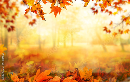 orange fall  leaves in park, sunny autumn natural background photo