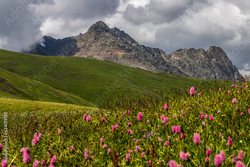 meadow with flowers and mountains © maxim