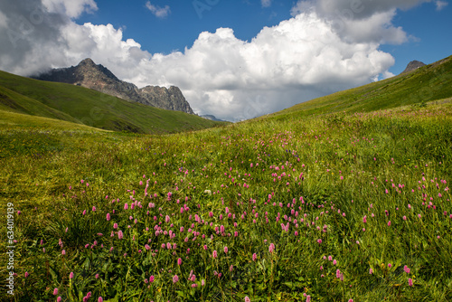 alpine meadow in the mountains © maxim