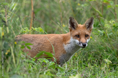 Young Red Fox (Vulpes vulpes) peeking out of thick foliage © davemhuntphoto