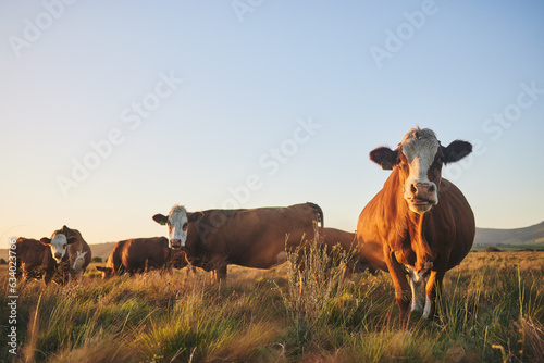 Agriculture, grass and portrait of cow on farm for for sustainability, environment and meat industry. Nature, cattle and milk production with animals in countryside field for livestock and ecosystem © Davids C/peopleimages.com