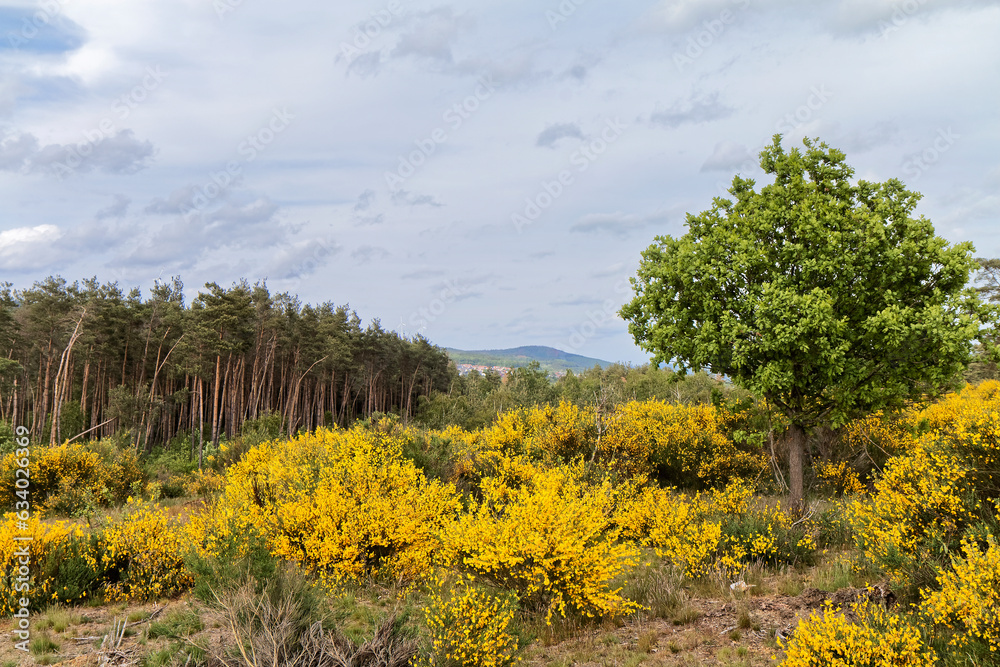 Fototapeta premium Spring - Landscape with yellow-blooming shrubs.