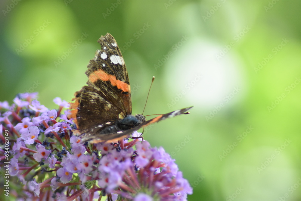 Red admiral butterfly (Vanessa atalanta 