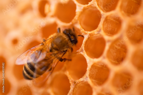  working bee working on beautiful  natural honeycombs in hive. macro © anakondasp